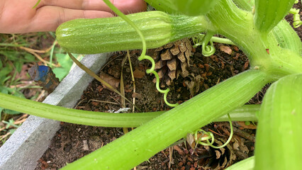 Entwined tendrils of zucchini thrive in autumn's embrace, celebrating Green Thumb Day and Fibonacci's eternal spiral dance