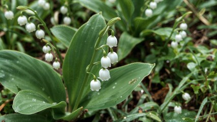 Obraz premium Lily of the valley a delicate spring bloom