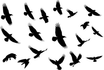 Black Crow Silhouettes in Flight on White Background