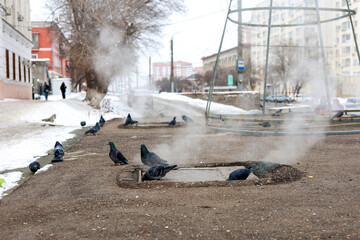 City birds pigeons warm themselves near a sewer manhole.