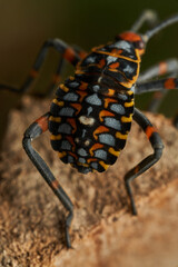 Colorful Bug Nymph Captured with Professional Macro Lens