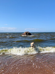 Golden retriever joyfully leaps through frothy sea waves, evoking coastal wanderlust and International Dog Day delight