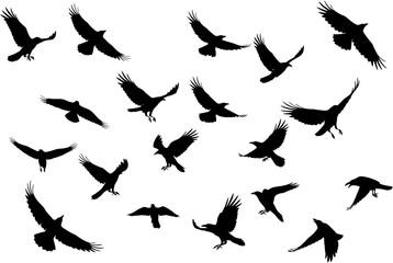 Silhouette of Flying Crows on White Background