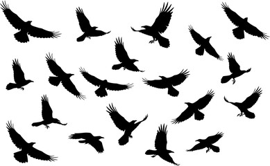 Collection of Black Crow Silhouettes Vector EPS Illustration of Flying Birds