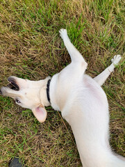 Joyous cream-colored dog revels in grassy frolic, embodying canine euphoria, akin to playful jubilation on Dog Appreciation Day