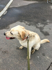 Joyful dog enjoying a rainy afternoon walk during Pet Appreciation Week and Wet Nose Day adventures