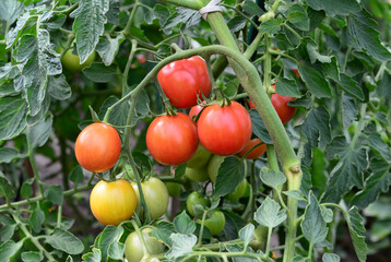red organic Tomatoes growing on the vine