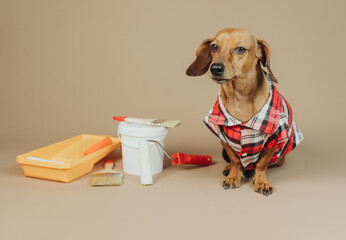 Dachshund in plaid shirt next to paint supplies, concept home renovation pet helper