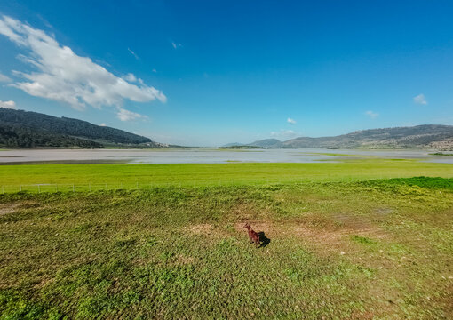 Aerial view of a horse grazing in a vibrant green meadow, with distant hills and a tranquil lake under a bright blue sky, Biq`at Bet Netofa, Israel.