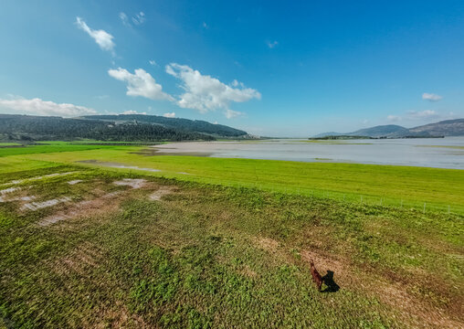 Aerial view of a lone horse grazing in a vibrant green field, contrasting with the distant still lake under a bright blue sky, Biq`at Bet Netofa, Israel.