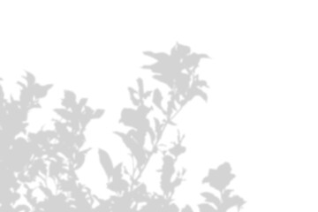 Leaf shadow overlay effect isolated on transparent background. Blurred branch leaves shadow, Mockup, template. Design elements for Compositing, covering, overlay, product presentation. PNG