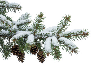 Snow-covered spruce branch with cones, cut out