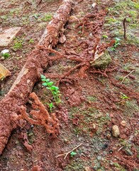 Tropical Termite Mound - Wildlife Close-Up