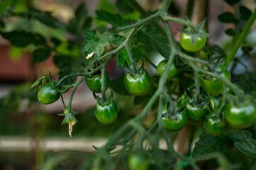 A cluster of green cherry tomatoes growing on the vine, with a natural garden background. An early...