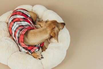 Dachshund curled in bed in red plaid shirt, concept dog comfort and warmth