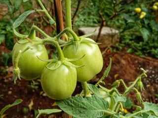 tomato on the vine