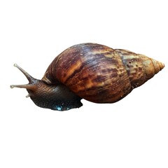 snail on a white background