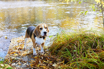 Colorful autumn landscape. A beagle dog sits in the dry grass by the river.