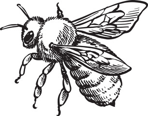 bee animal vintage hand drawing