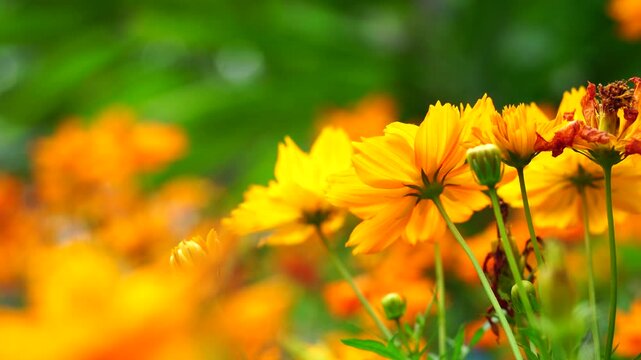 Golden garden blossoms herald the beauty of spring and summer