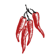 chili fruit vintage hand drawing