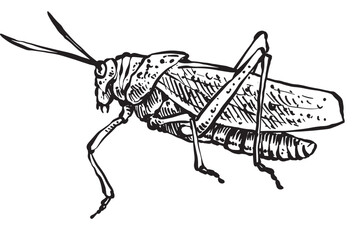 grasshopper animal vintage hand drawing
