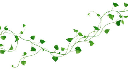 Green vine with heart-shaped leaves isolated on white background