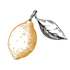 lemon fruit vintage hand drawing