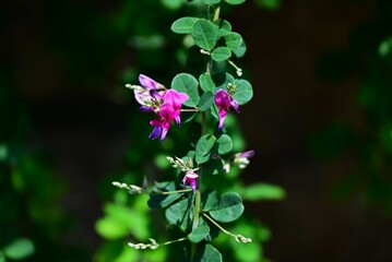 Lespedeza maximowiczii flowers. Fabaceae deciduous shrub. Purple-red butterfly-shaped flowers bloom in racemes from June to July.