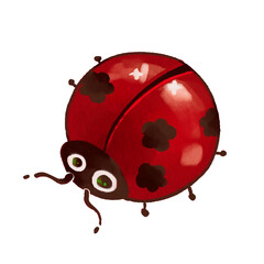 ladybug on a white background