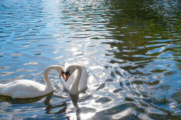 swans couple on shimmering lake water in Stavanger Byparken Norway romantic wildlife travel stock...