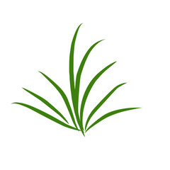 aloe vera plant isolated on white 