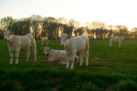 Cattle grazing peacefully in a lush green field at sunset with trees in the background.