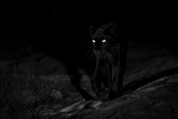 A black panther, leopard, prowls stealthily in the dark with glowing eyes, creating an eerie atmosphere. Laikipia, Kenya