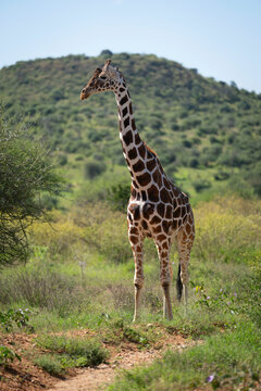 A reticulated giraffe standing in a lush green landscape with a hill in the background under a clear blue sky. Laikipia, Kenya