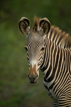 Close-up of a zebra with intricate black and white stripes standing in a green environment. Laikipia, Kenya