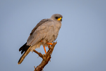 Eastern chanting goshawk perches on a tree branch against a clear blue sky. Laikipia, Kenya