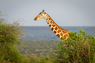A reticulated giraffe standing amidst lush green bushes against a distant landscape. Laikipia, Kenya