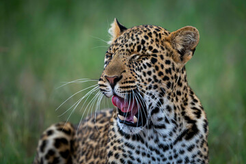Leopard yawning with eyes closed in a grassy field on a sunny day. Laikipia, Kenya