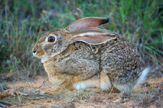 Brown rabbit, Scrub hare, sitting on a dirt ground surrounded by grass, looking alert. Laikipia, Kenya - Powered by Adobe