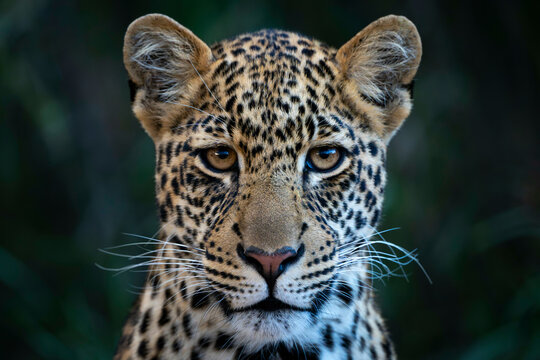 Close-up of a leopard gazing intently with detailed fur patterns and piercing eyes. Laikipia, Kenya