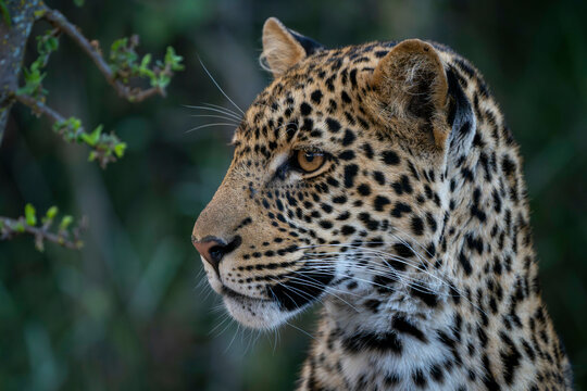 Close-up of a leopard cub with a focused gaze against a blurred green background. Laikipia, Kenya