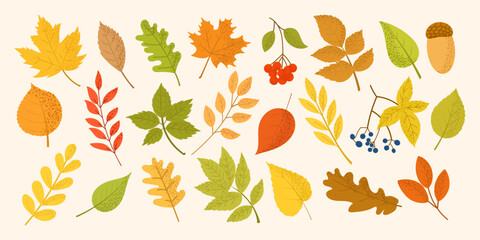 Flat autumn leaves and berries vector collection. Perfect for seasonal decor, fall greeting cards, packaging, posters, stickers, textile design, and digital scrapbooking.