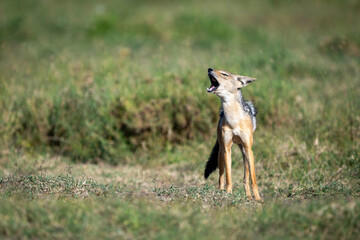 Black-backed Jackal standing in grassy field with mouth open, possibly howling or barking. Laikipia, Kenya