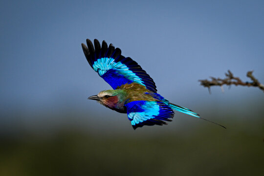 Vibrant Lilac-breasted roller with blue wings flies through the sky against a blurred natural background. Laikipia, Kenya