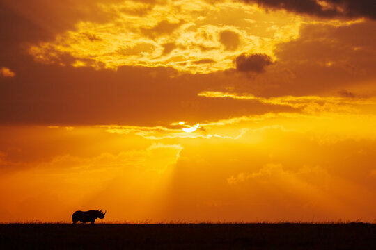 A solitary Eastern black rhinoceros walks across a savannah under a dramatic golden sunset sky. Laikipia, Kenya