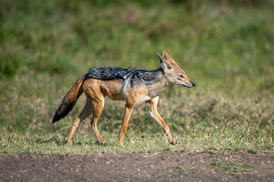 A black-backed jackal walks gracefully on a grassy terrain in a natural setting. Laikipia, Kenya