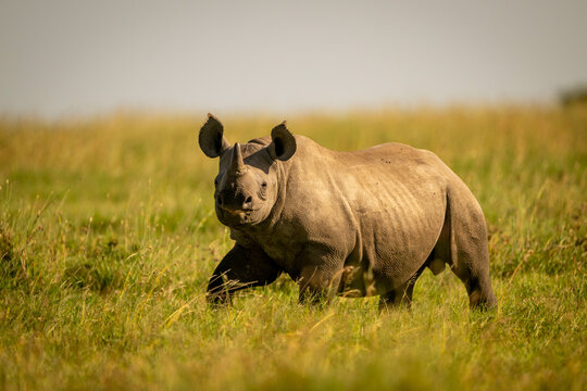 A solitary Eastern black rhinoceros stands in a grassy field under a clear sky. Laikipia, Kenya