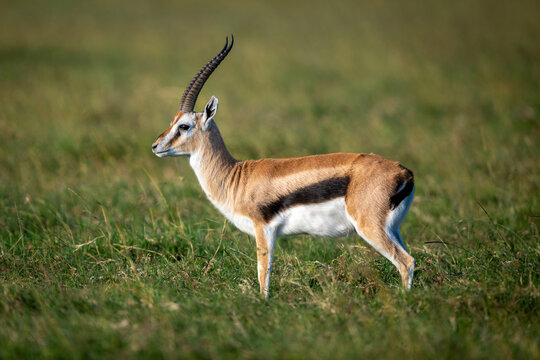 Graceful antelope, Grant gazelle, standing in lush grassland under a clear sky. Laikipia, Kenya