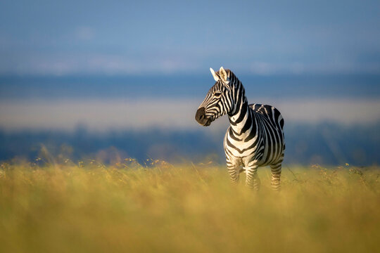 Zebra standing in a grassy field with blurred background under a clear blue sky. Kenya